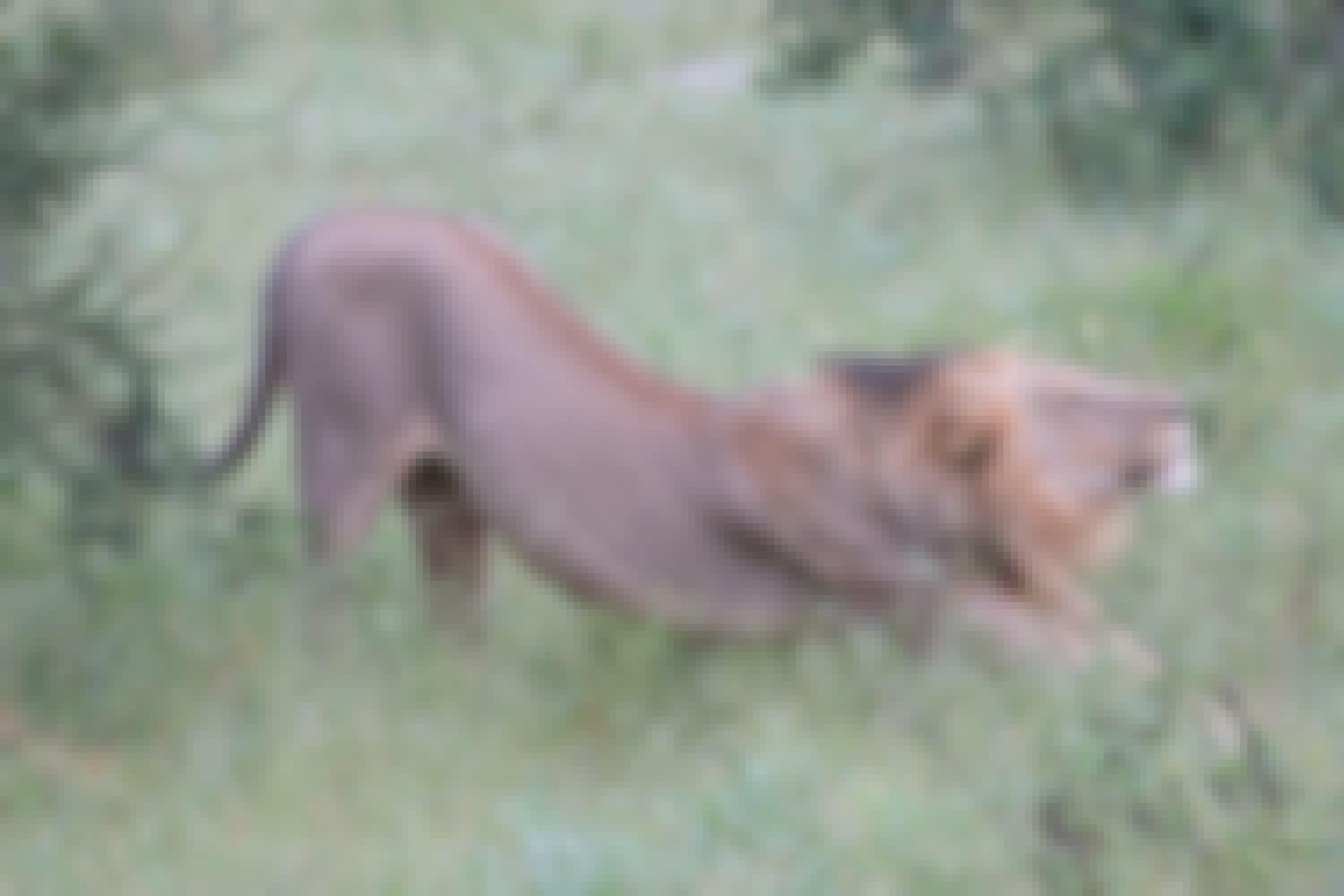 Tomer Admon: close-up of a lion stretching