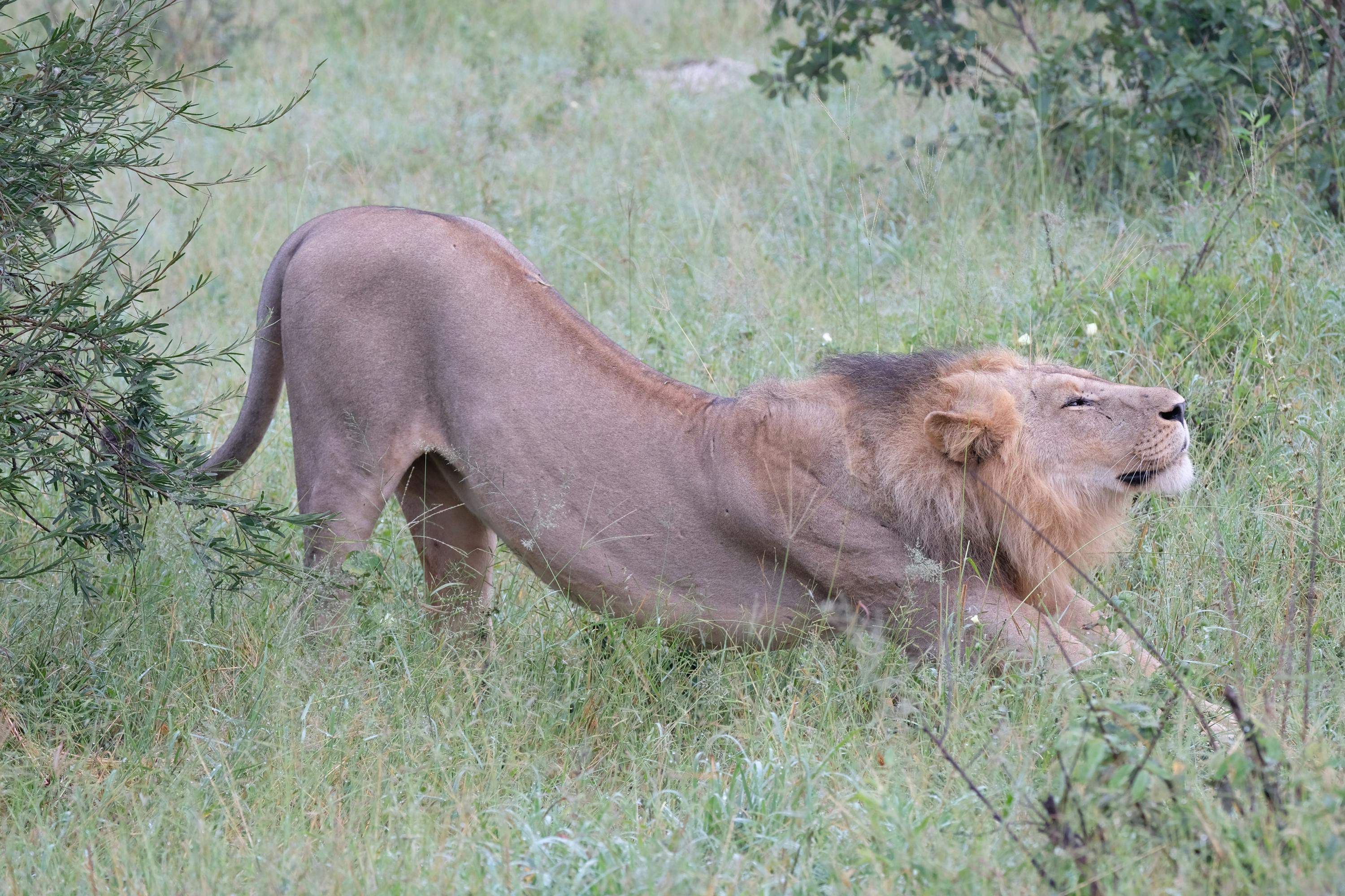Tomer Admon: close-up of a lion stretching