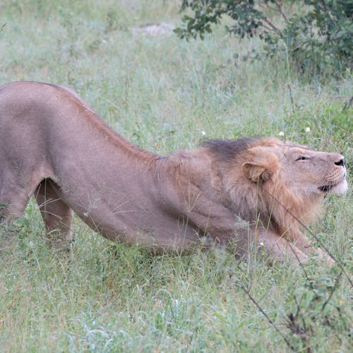 Tomer Admon: close-up of a lion stretching