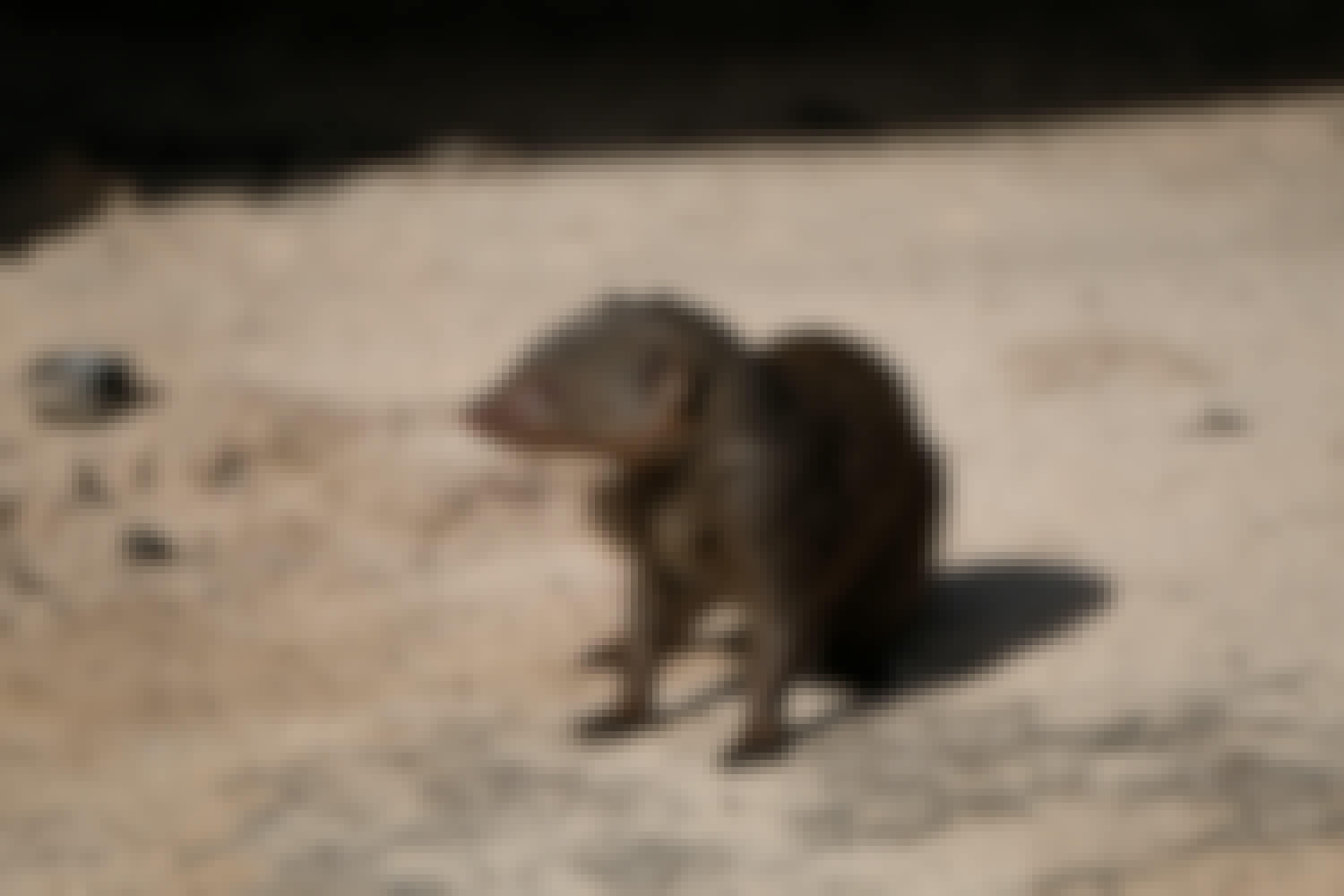Tomer Admon: close-up of a shrew