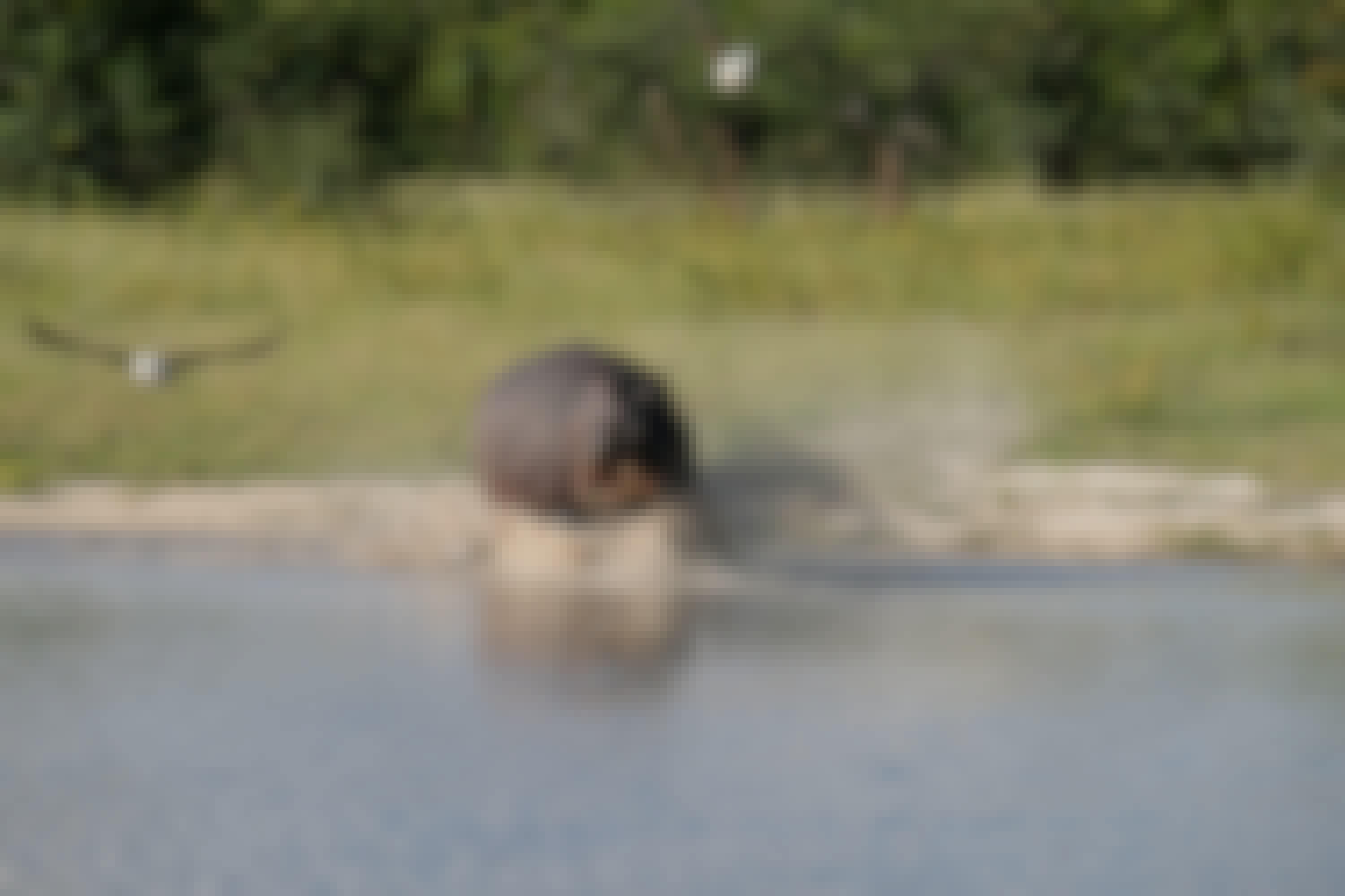 Tomer Admon: hippo entering the water