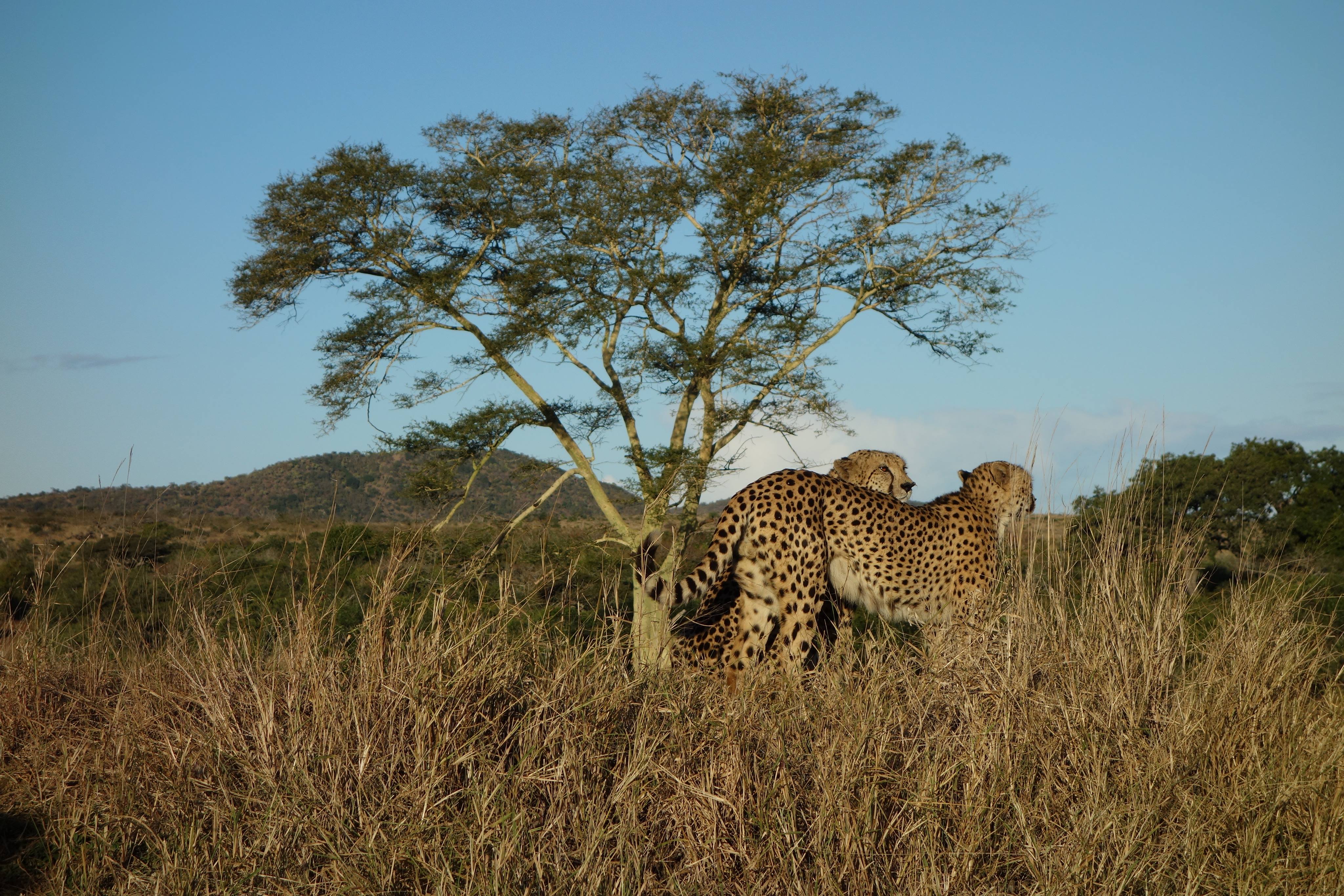 Pierce Kempkes: cheetahs beside a small tree