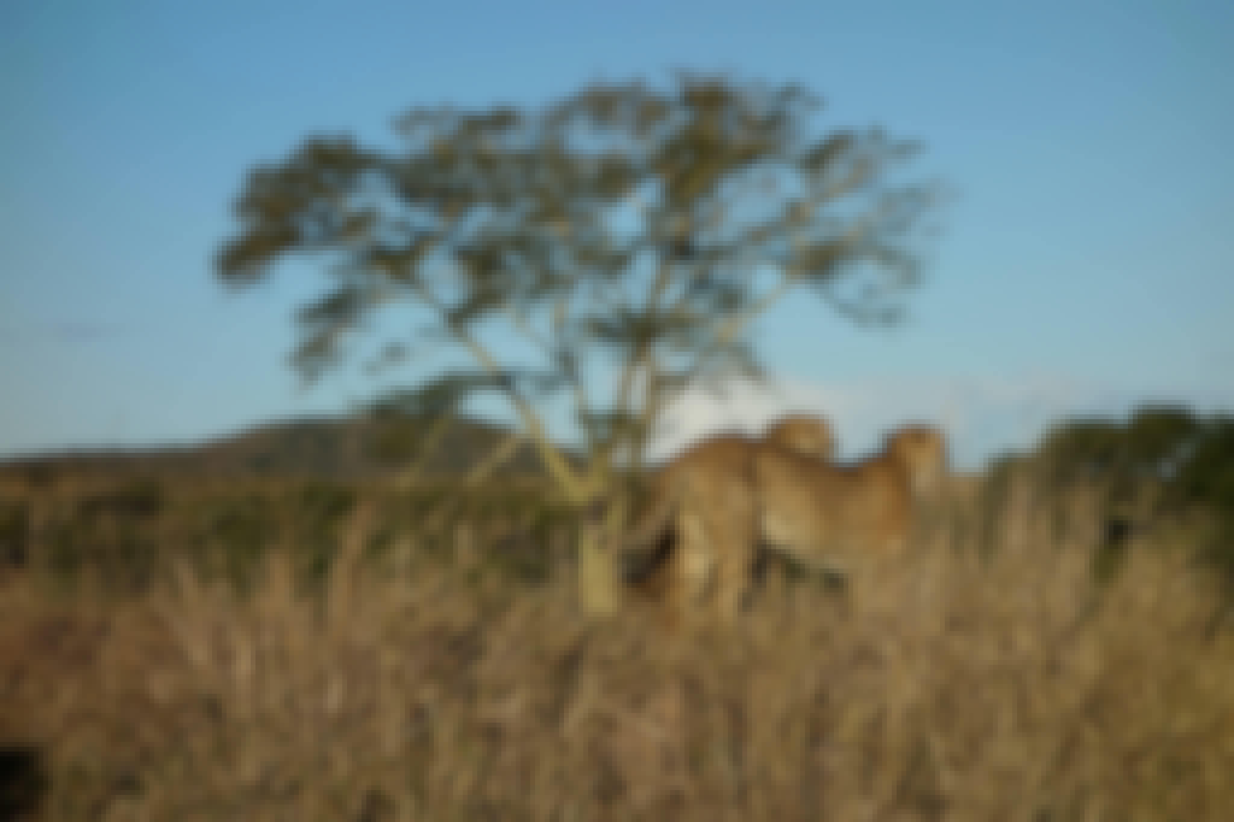 Pierce Kempkes: cheetahs beside a small tree