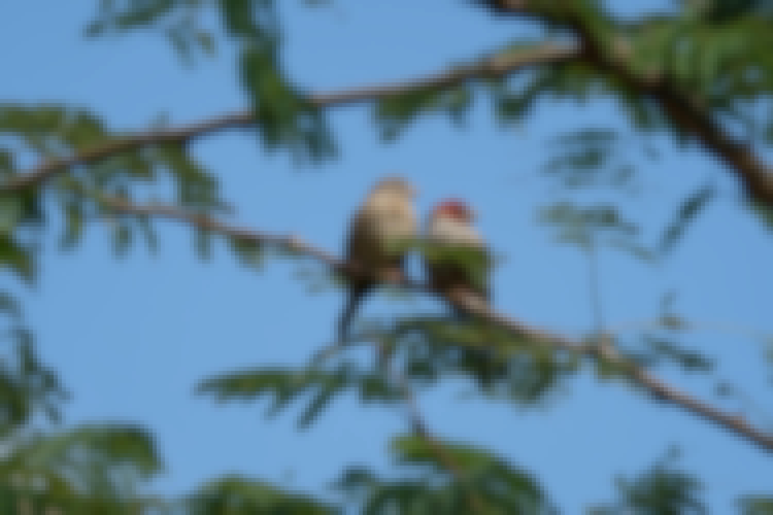 Tomer Admon: close-up of birds in a tree