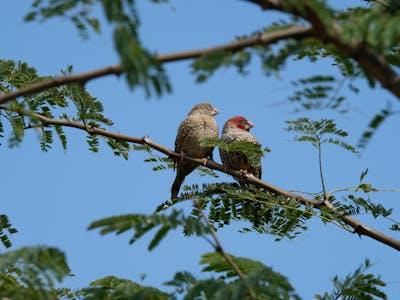 Tomer Admon: close-up of birds in a tree