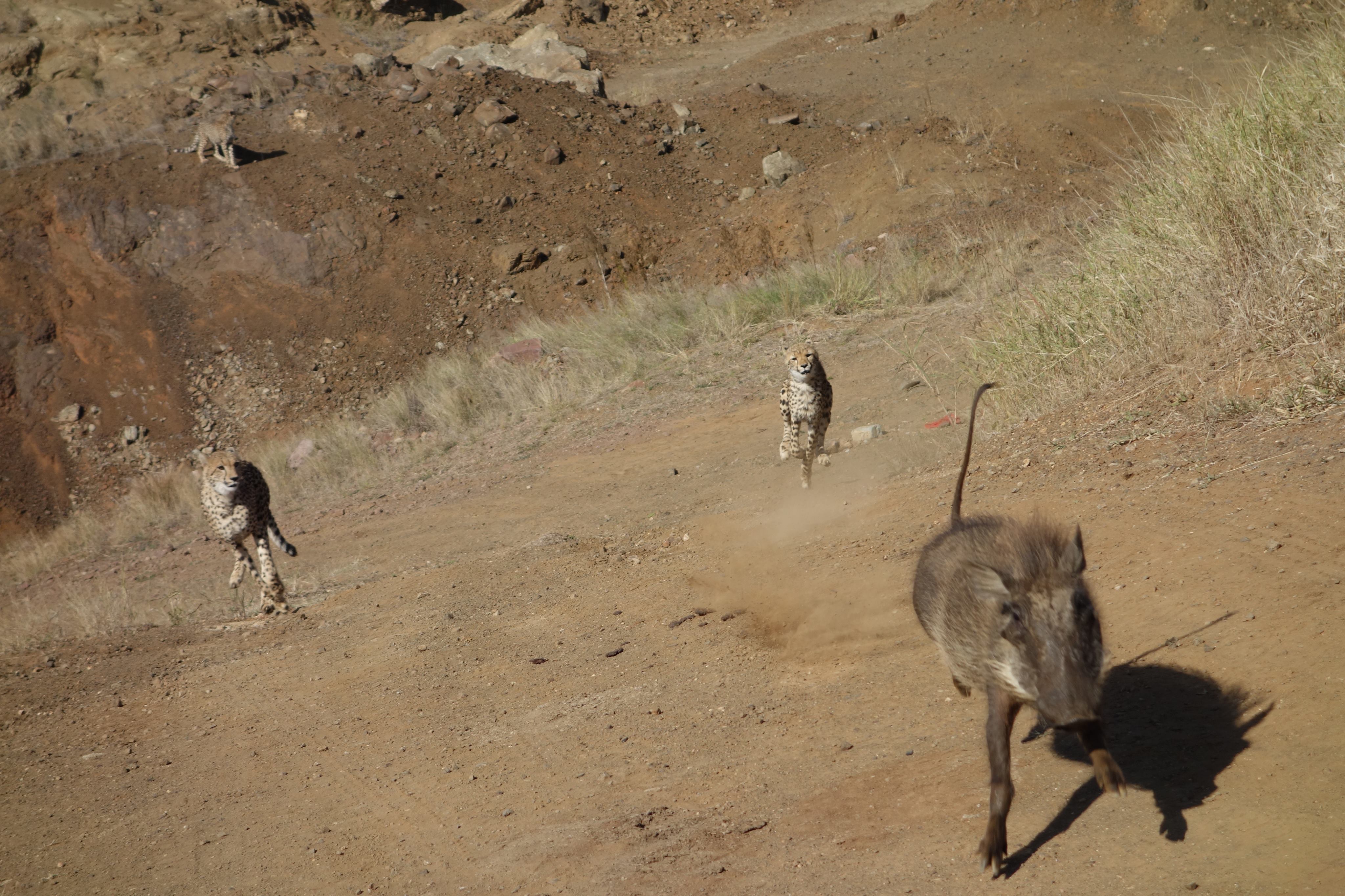 Pierce Kempkes: warthog being chase by cheetahs