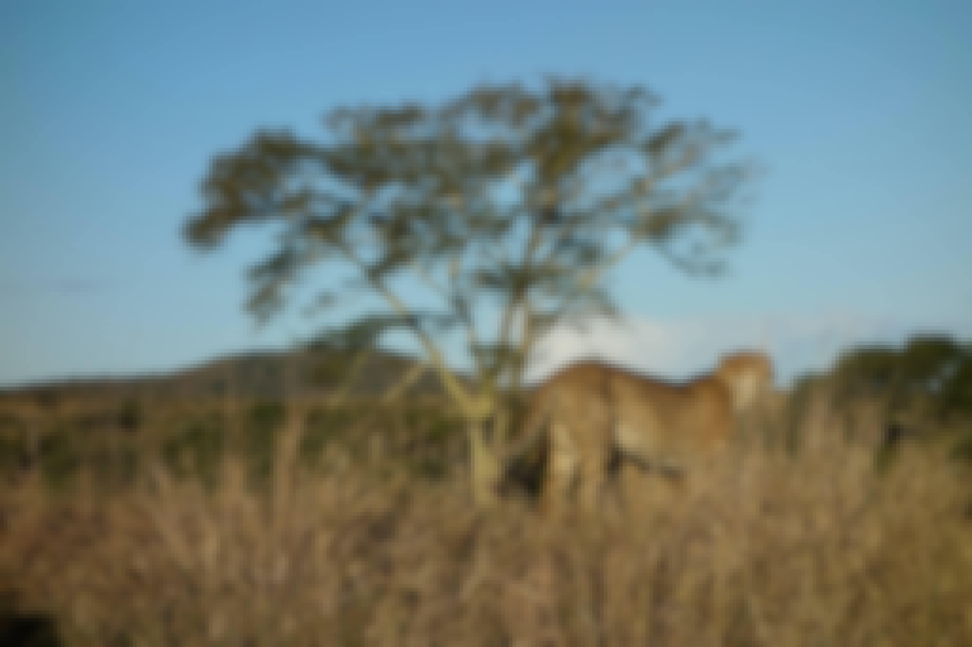 Pierce Kempkes: cheetahs