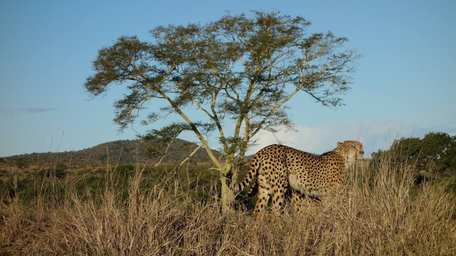 Pierce Kempkes: cheetahs