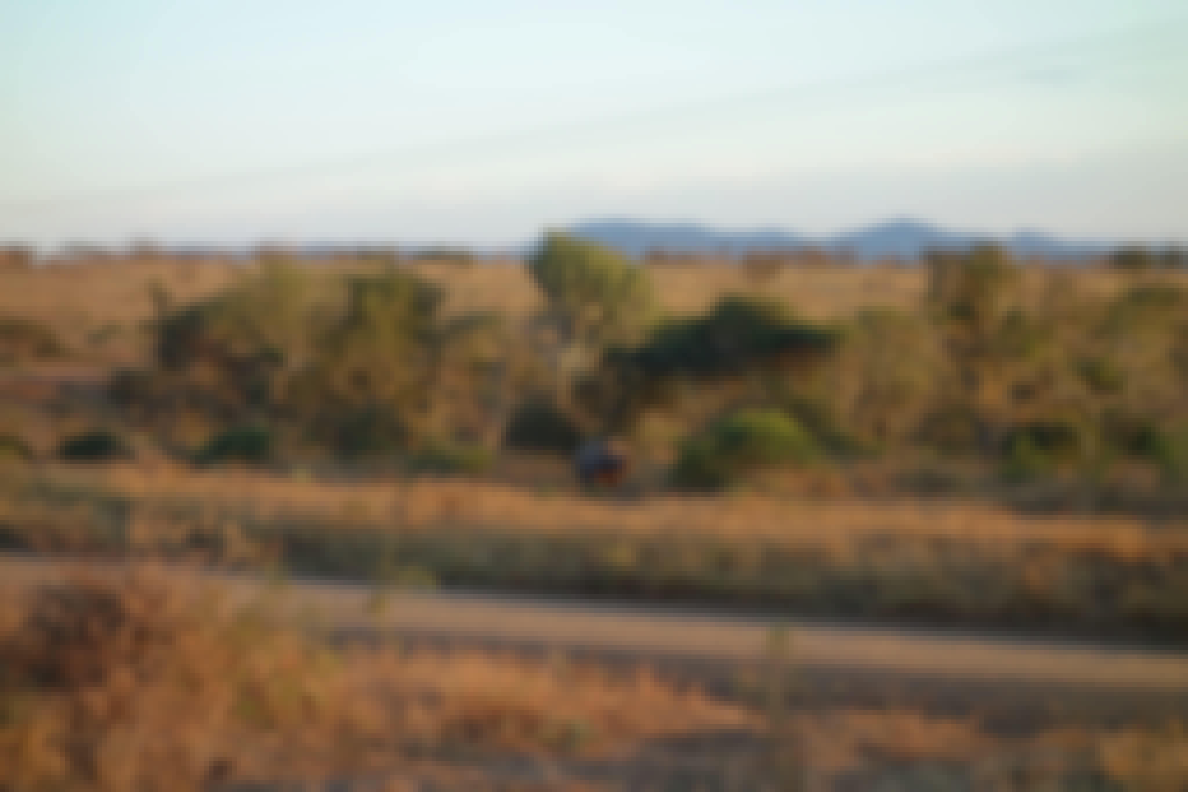 Pierce Kempkes: rhino in the distance