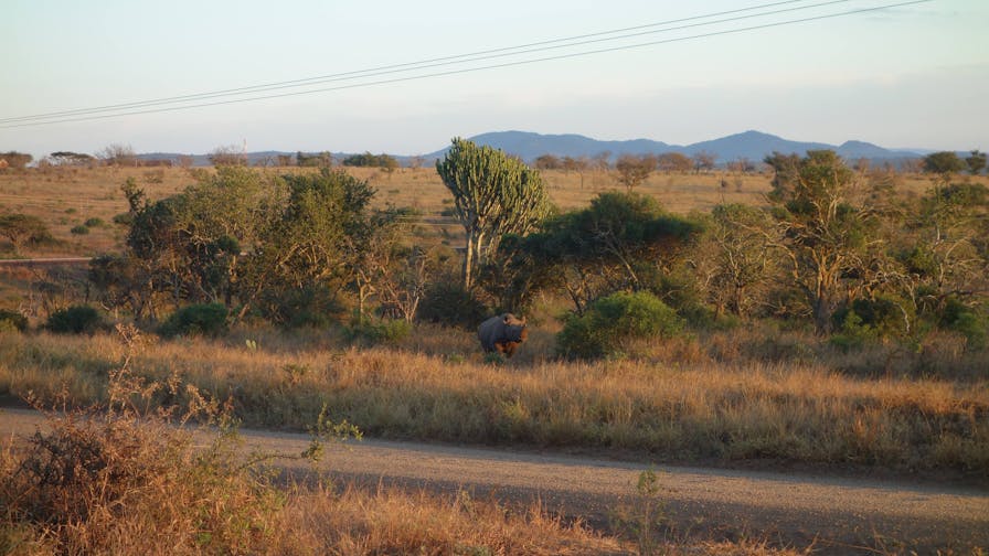 Pierce Kempkes: rhino in the distance