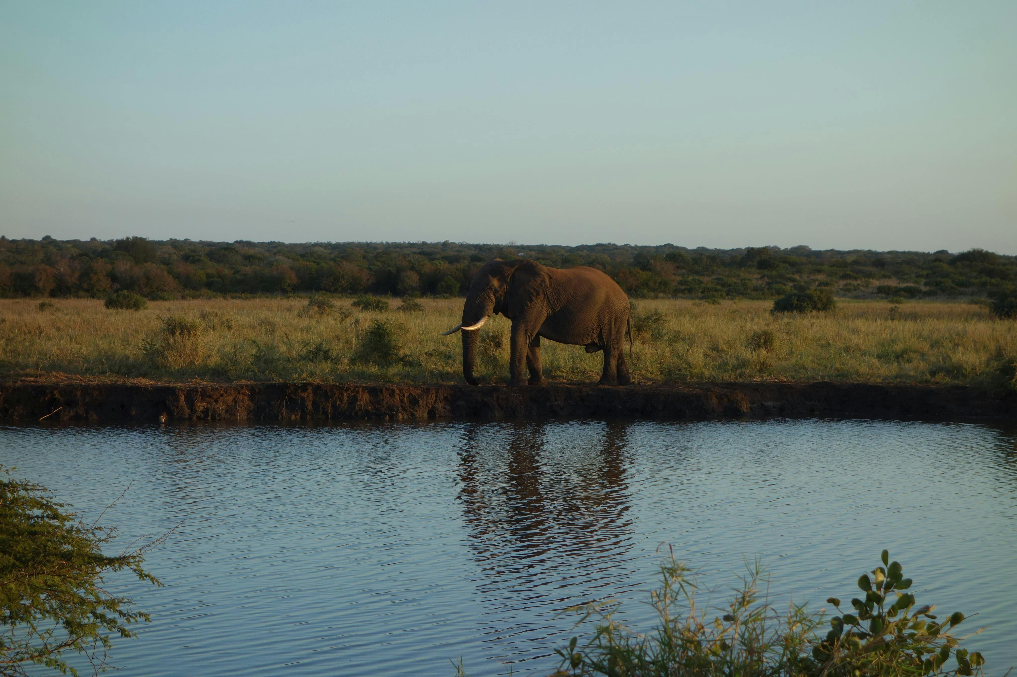 Pierce Kempkes: elephant by the water