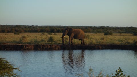 Pierce Kempkes: elephant by the water