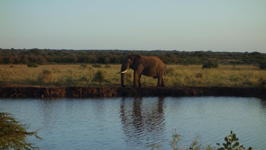 Pierce Kempkes: elephant by the water