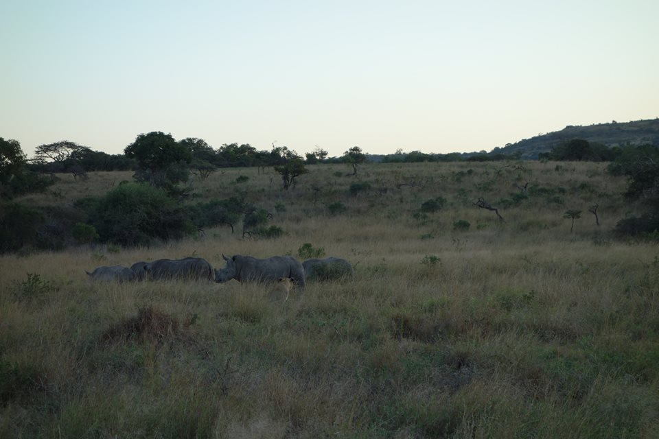 Pierce Kempkes: rhinos in the wild