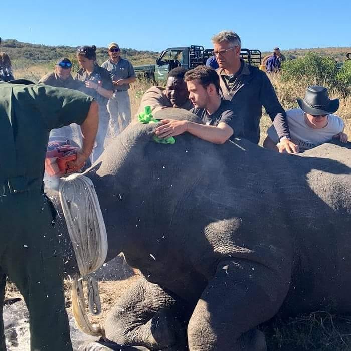 Pierce Kempkes: rhino de-horning