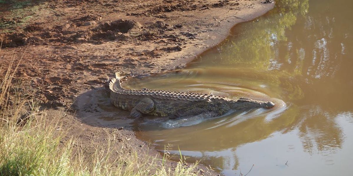 Pierce Kempkes: crocodile in the water