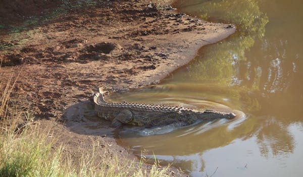 Pierce Kempkes: crocodile in the water