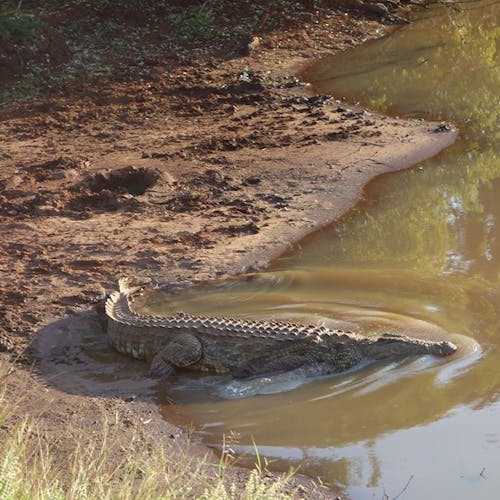 Pierce Kempkes: crocodile in the water
