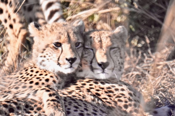 Isobel Yeo: close-up of two cheetahs