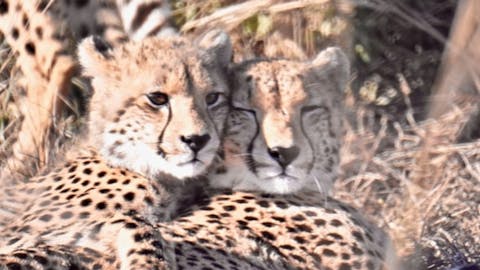 Isobel Yeo: close-up of two cheetahs