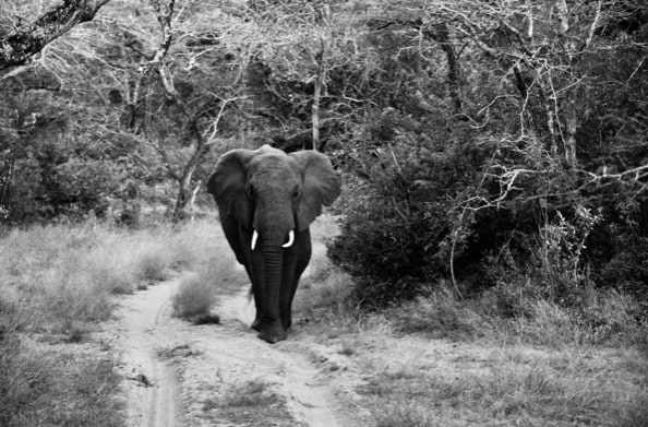 Isobel Yeo: black and white photo of an elephant