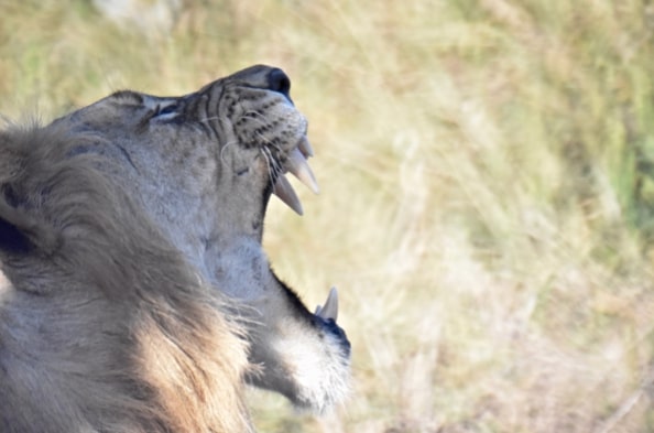 Isobel Yeo: close-up of a lion yawning