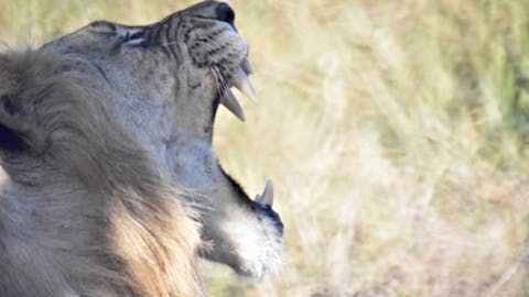 Isobel Yeo: close-up of a lion yawning