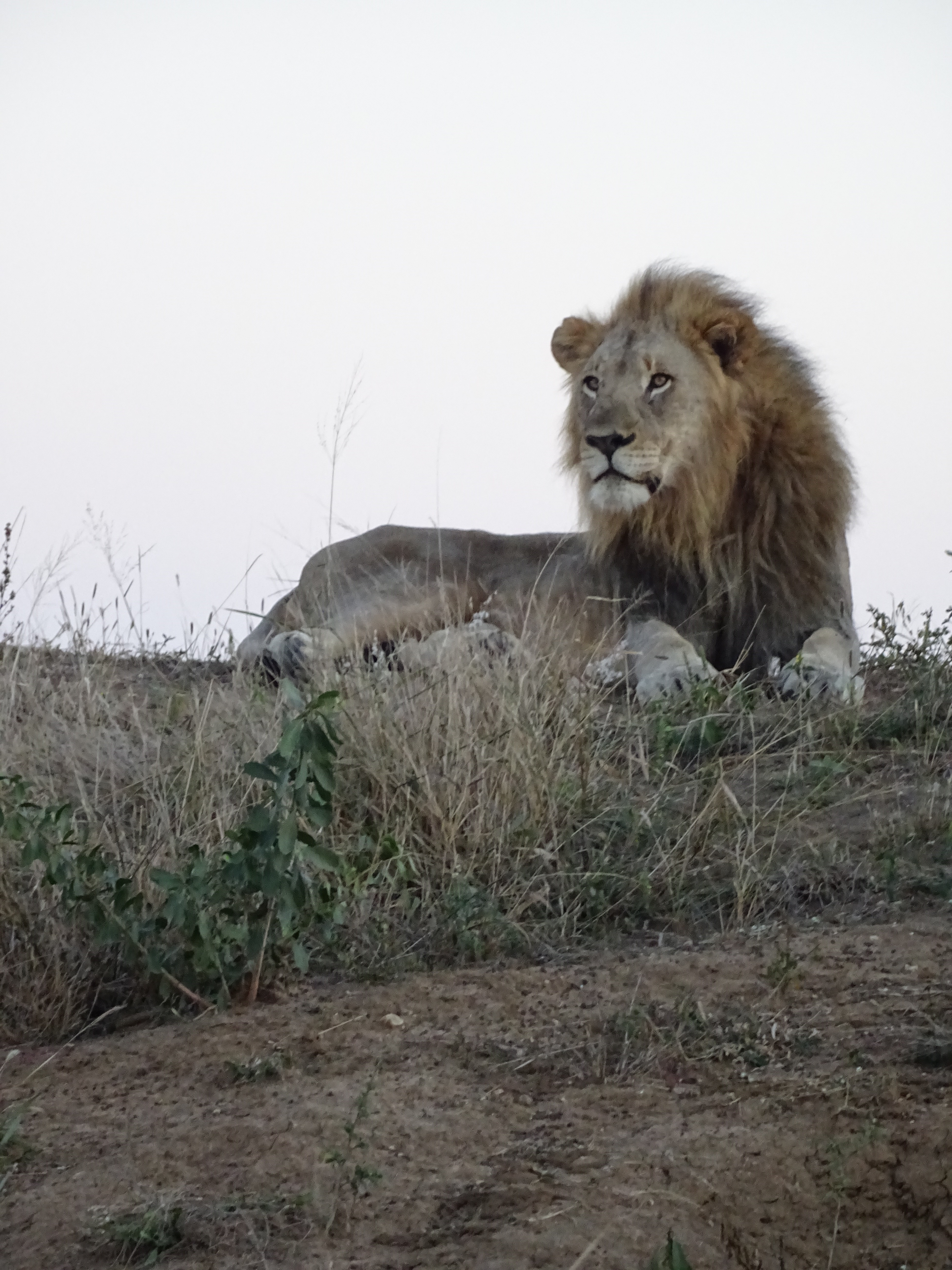 Ian Archer: close-up of a lion