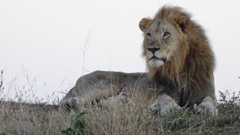 Ian Archer: close-up of a lion