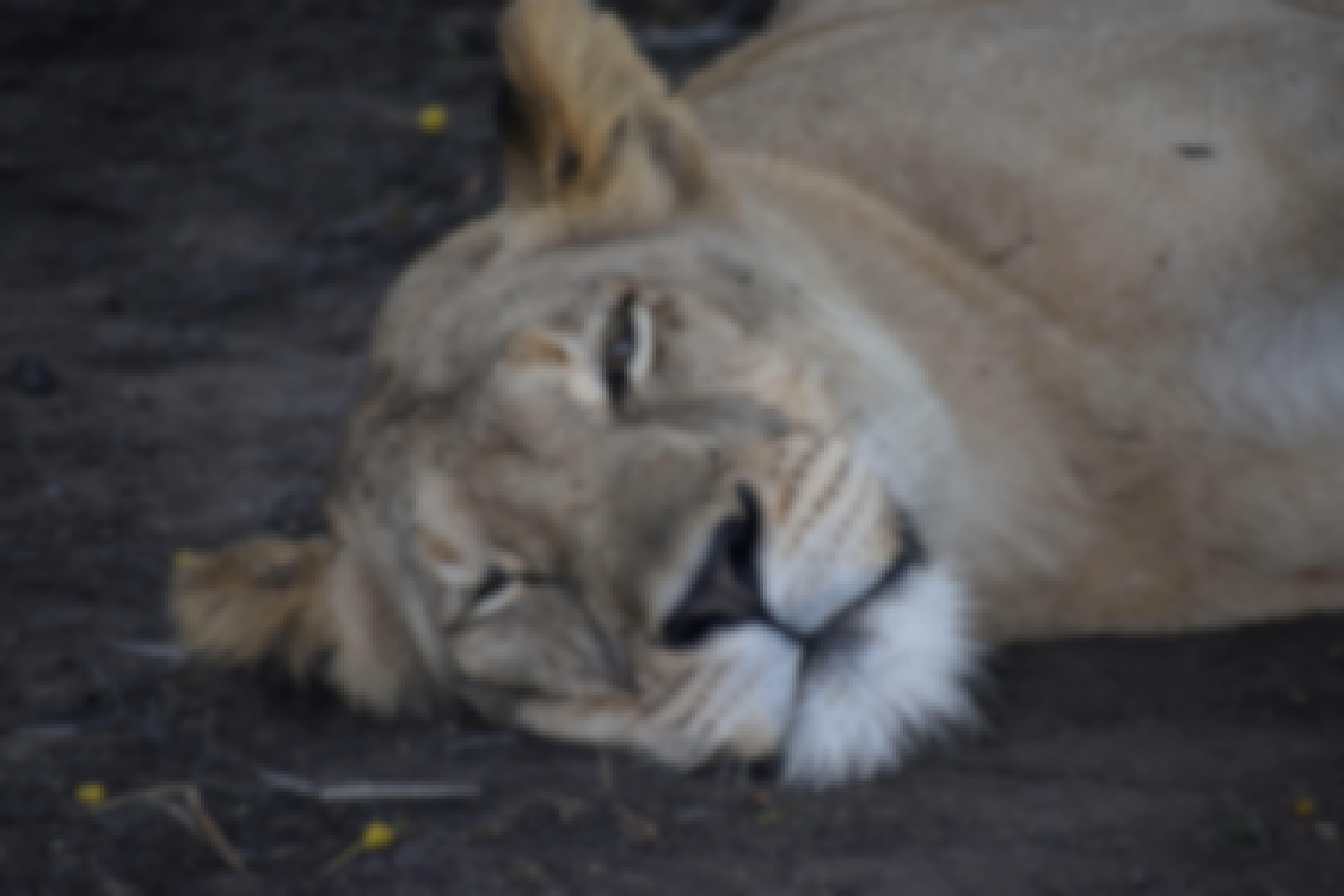 Close-up of a lion