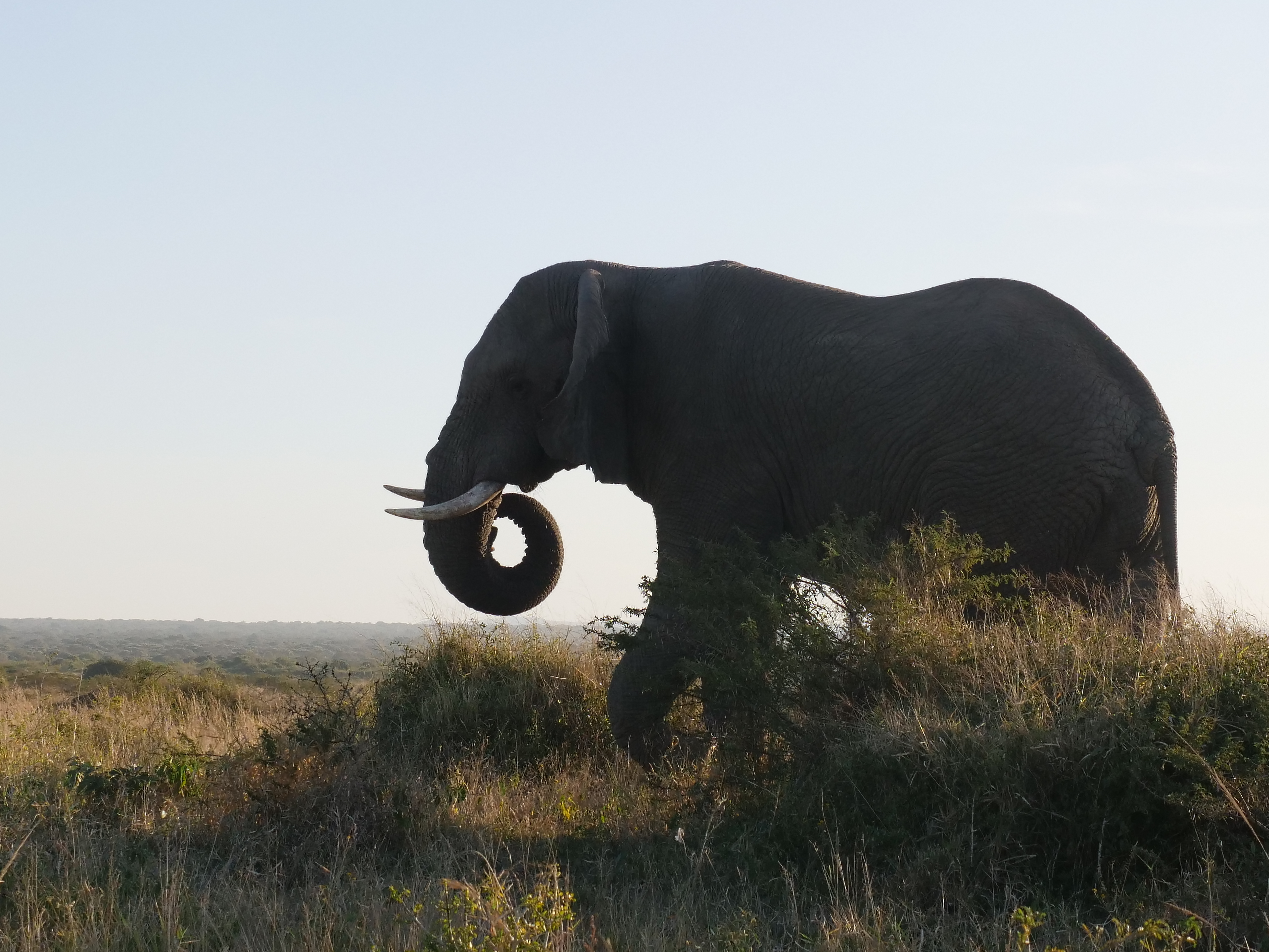 Close-up of an elephant, photo taken by volunteer Kaden