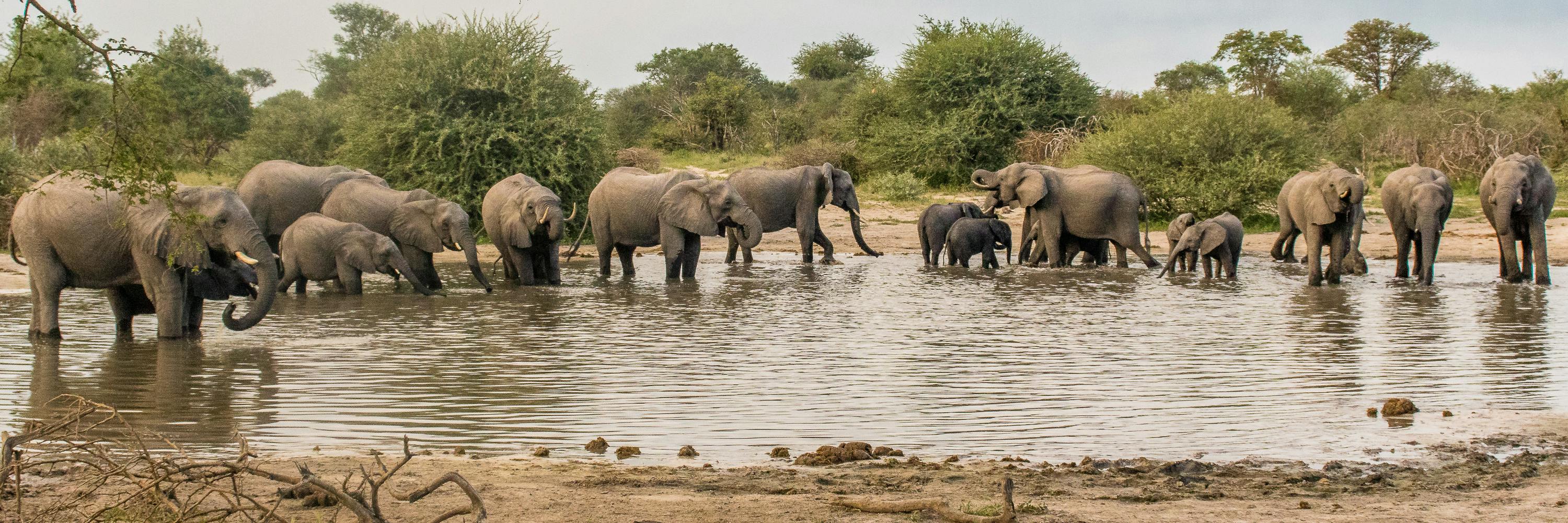 Herd of elephants in the water in the Okavango