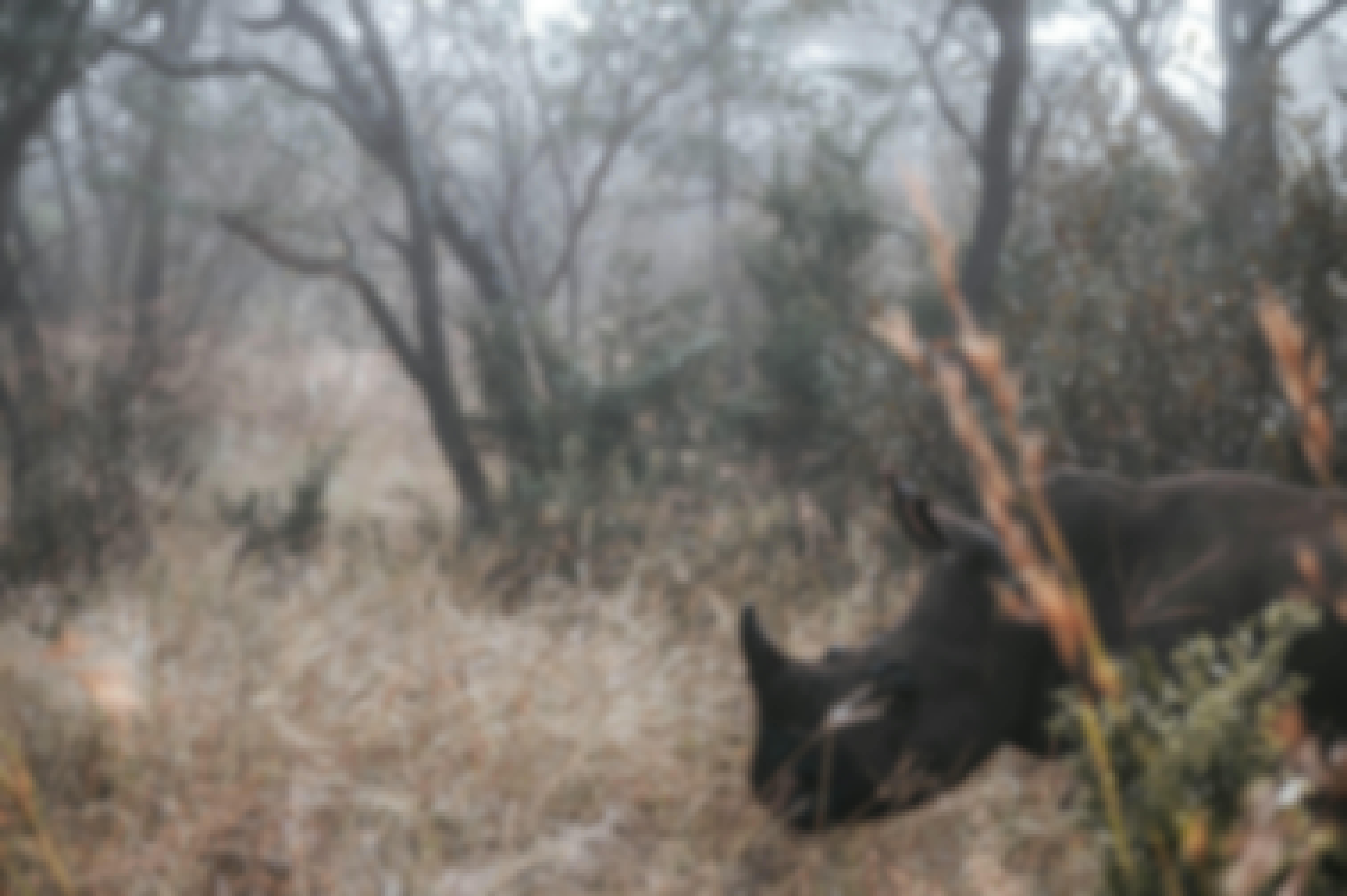 Rhino in the wild