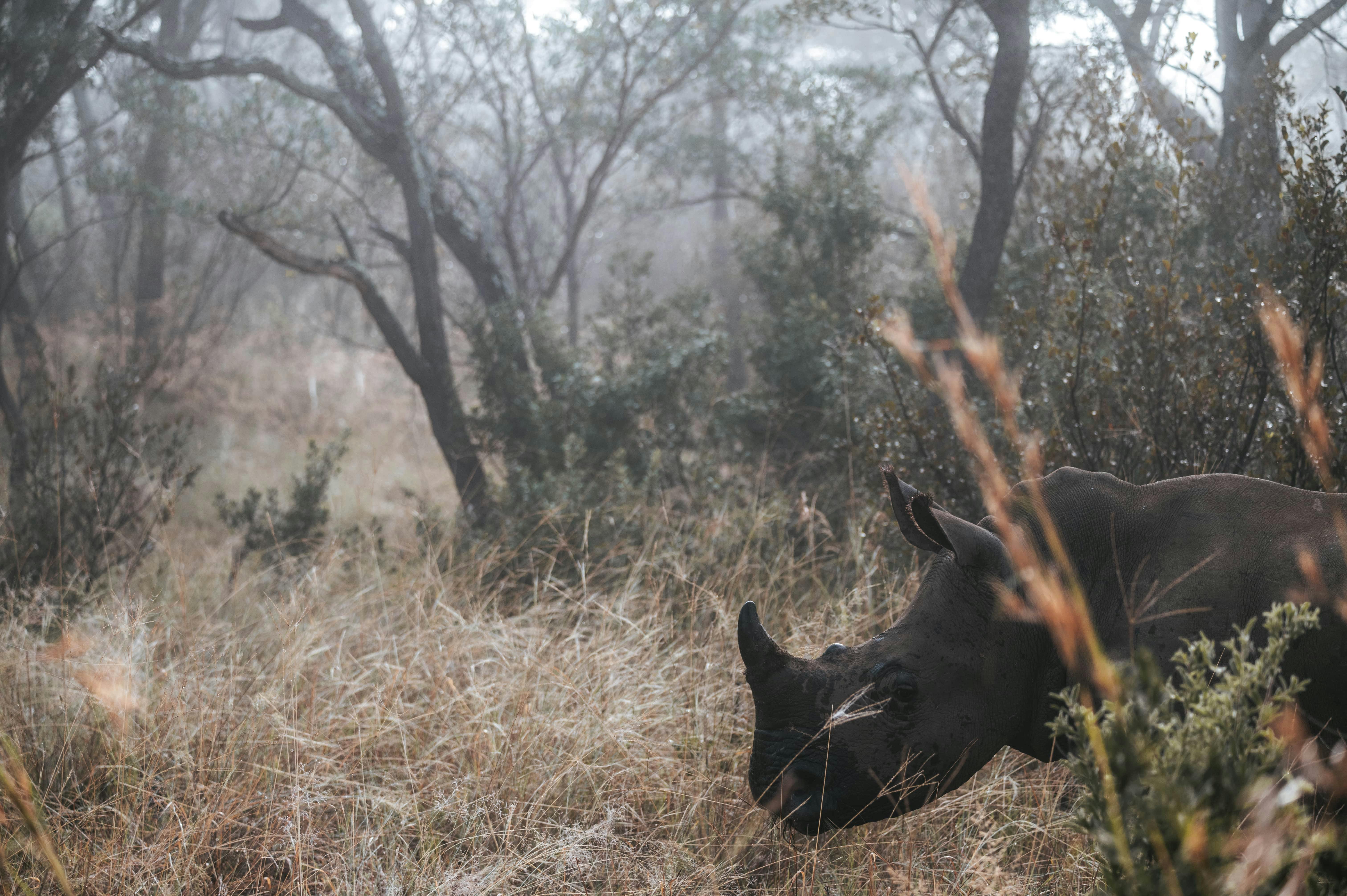 Rhino in the wild