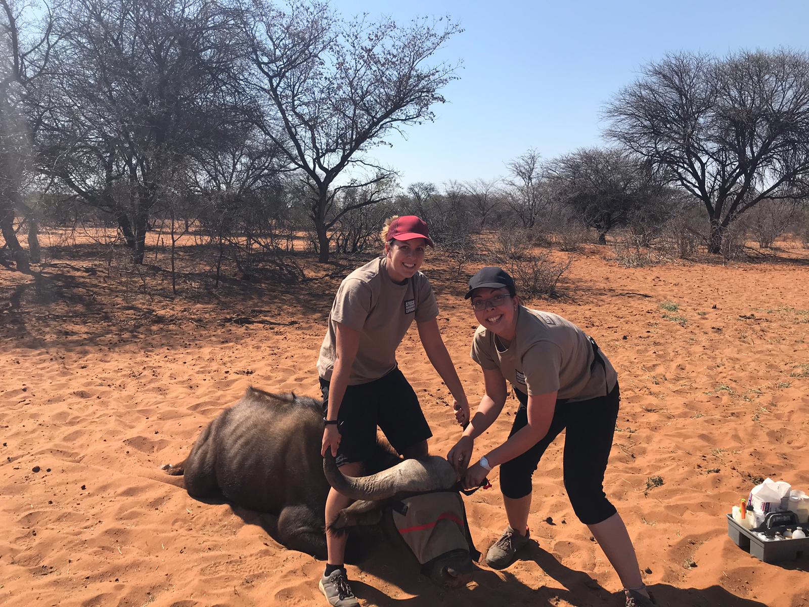 Emma Ruggles: posing with a friend next to a sedated buffalo