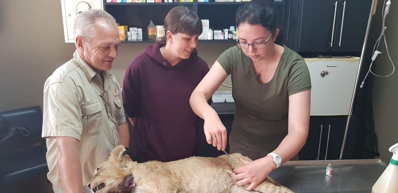 Emma Ruggles: operating on a lion cub