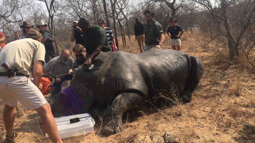 Emily Guinane: rhino de-horning