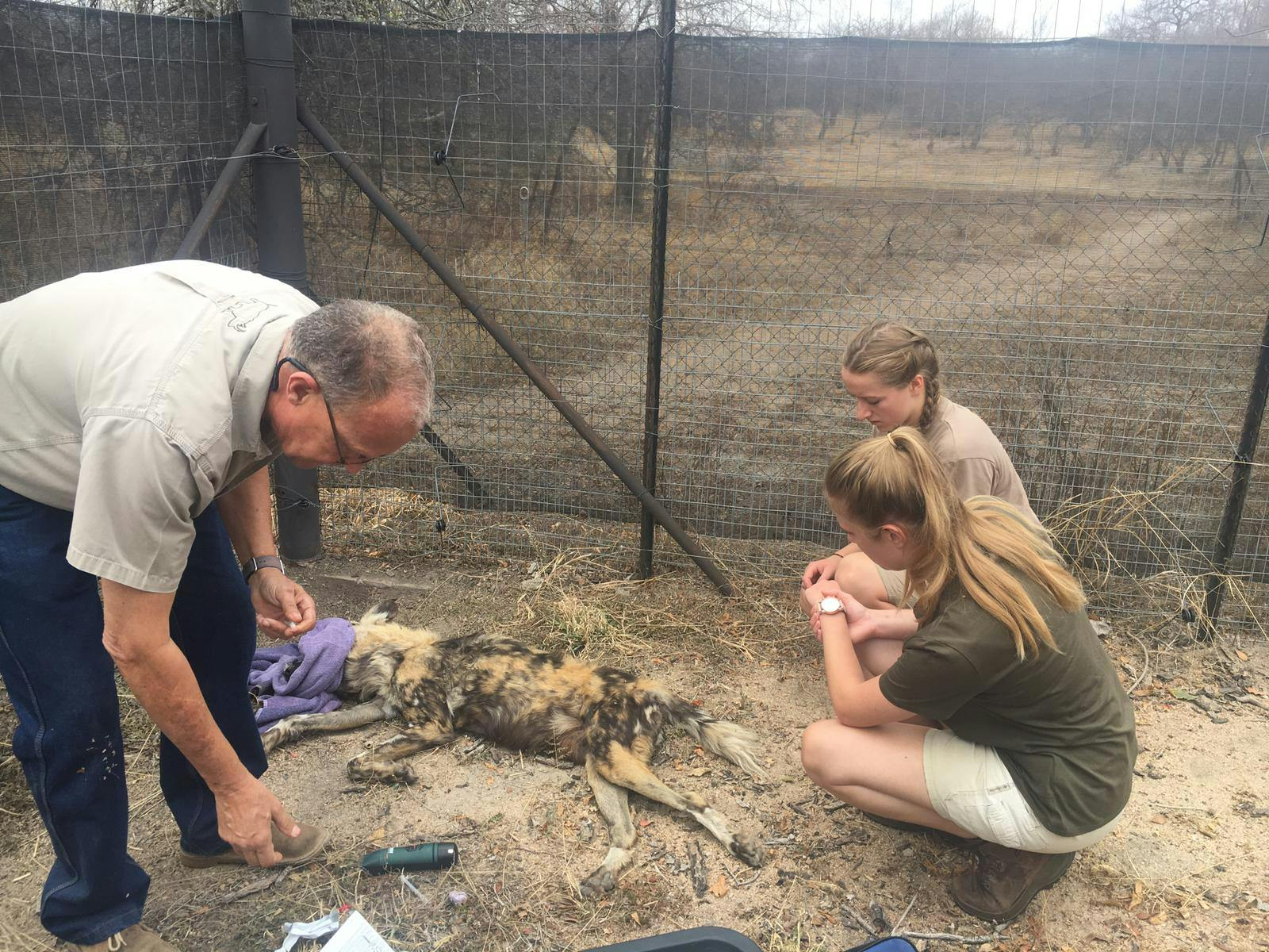 Emily Guinane: working with others on a sedated wild dog