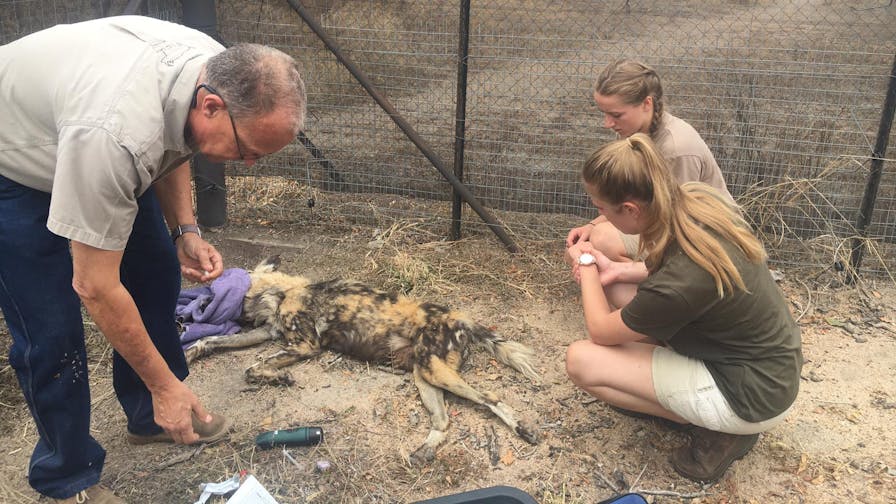 Emily Guinane: working with others on a sedated wild dog