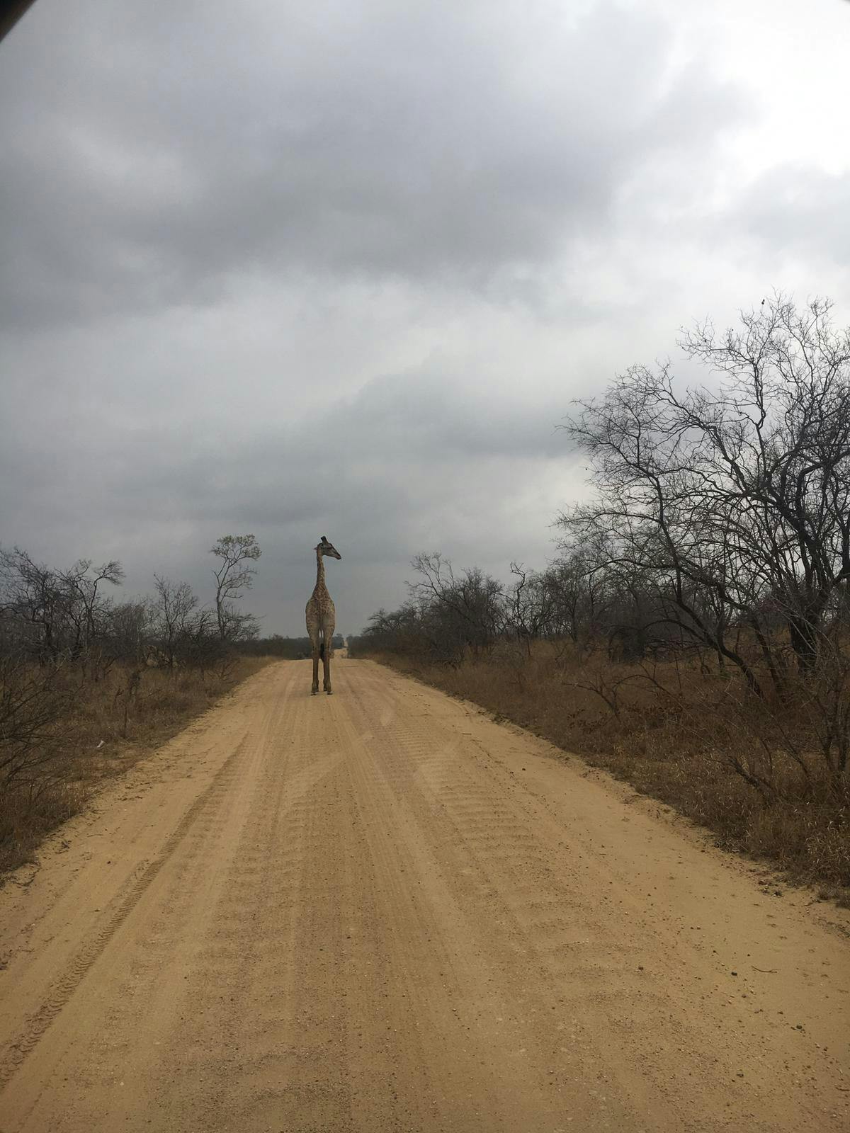 Emily Guinane: giraffe 