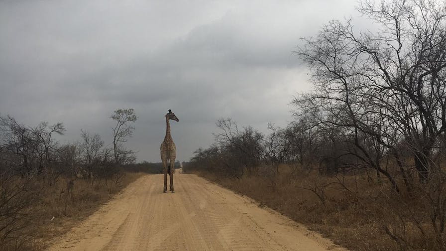 Emily Guinane: giraffe