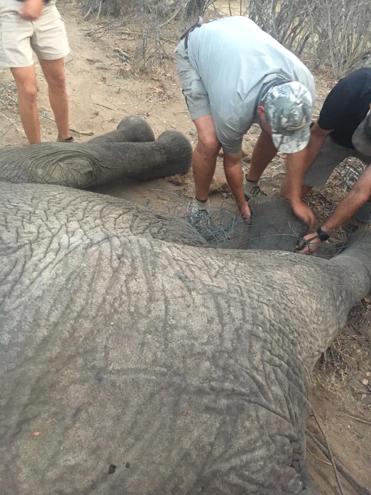 Emily Guinane: in a group with a sedated elephant