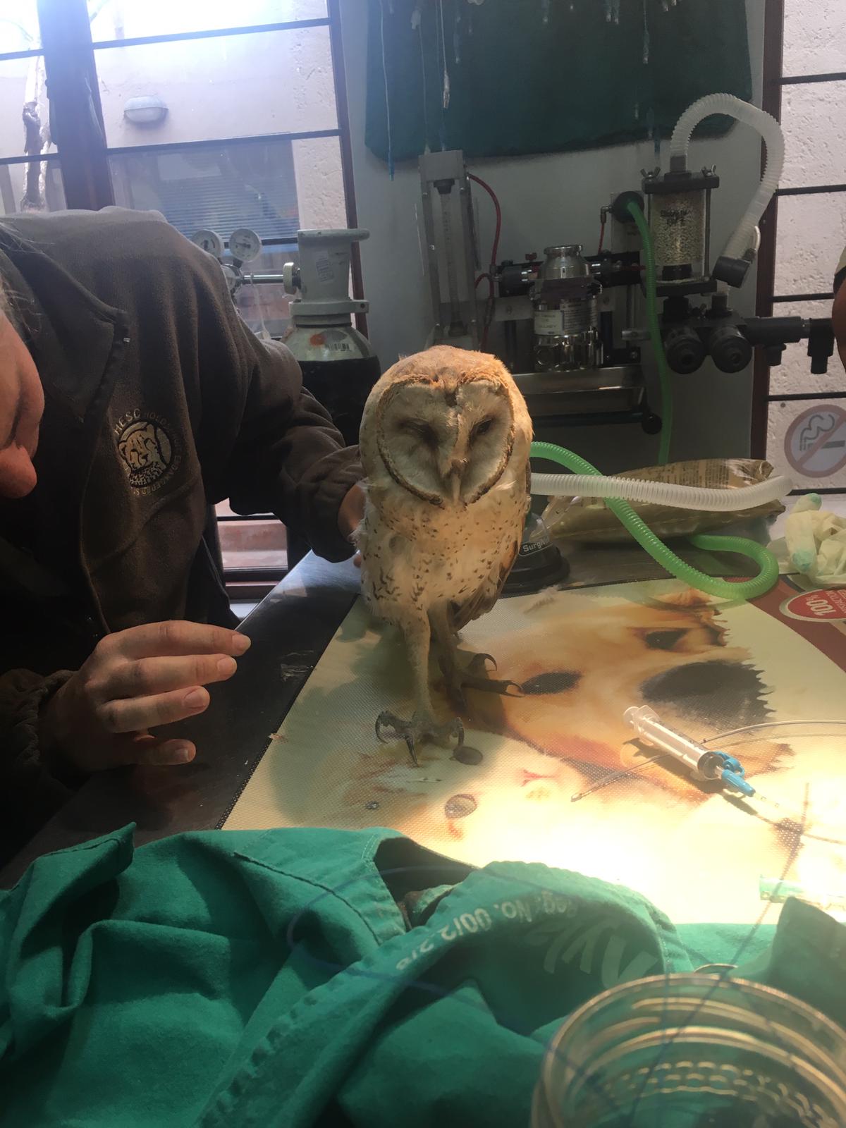 Emily Guinane: in the clinic with an owl
