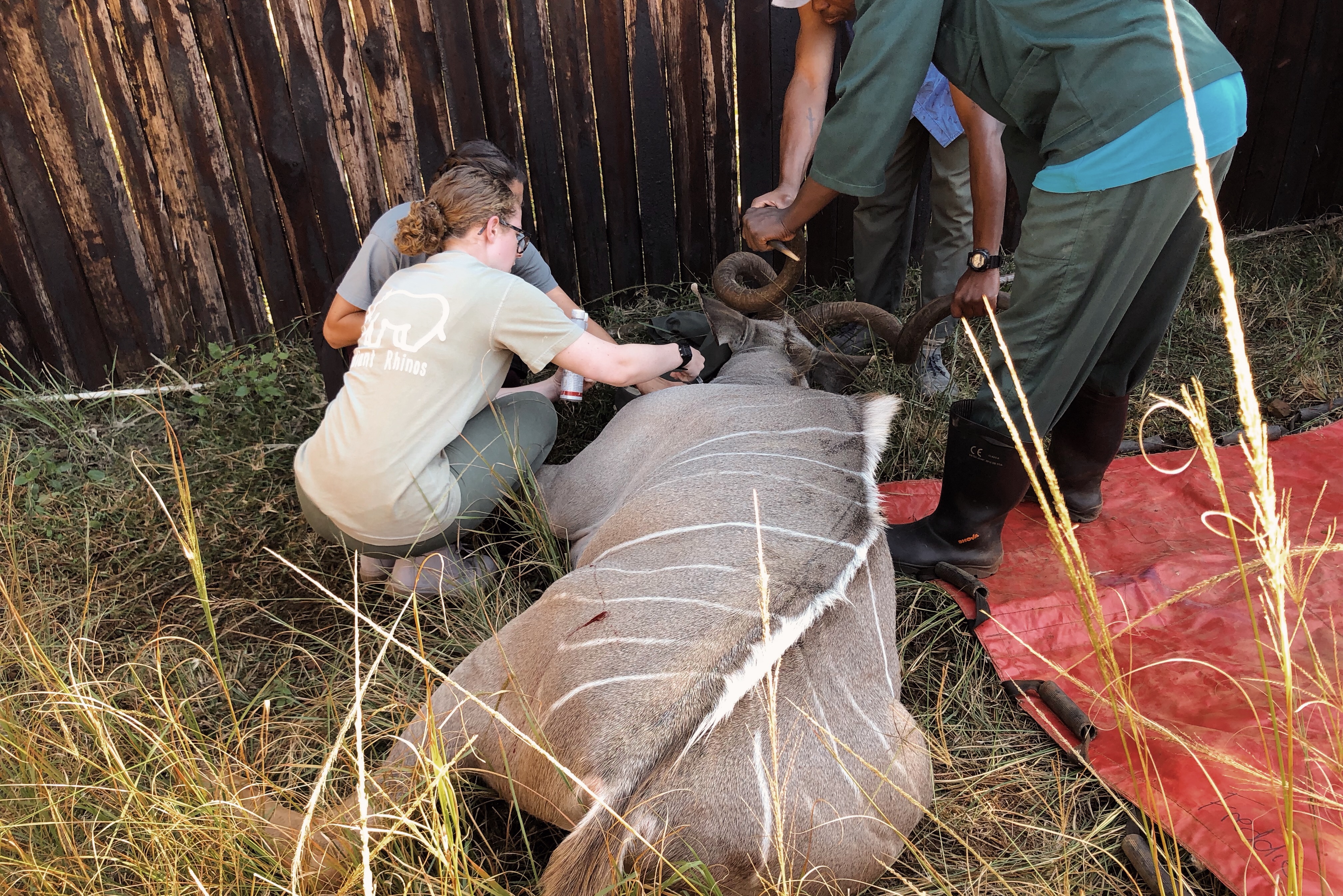 Nicolette Madonna: veterinary work