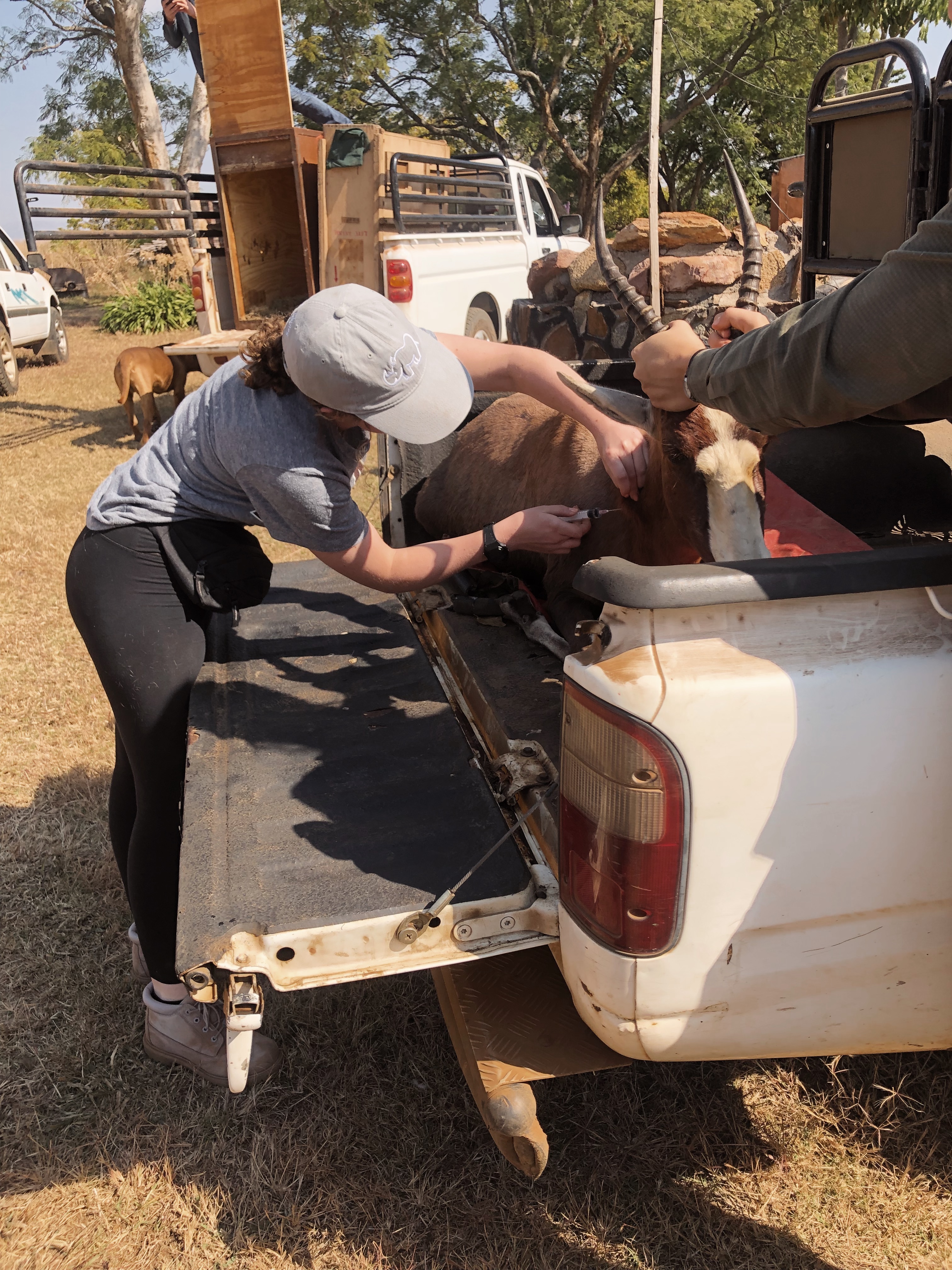 Nicolette Madonna: moving an antelope