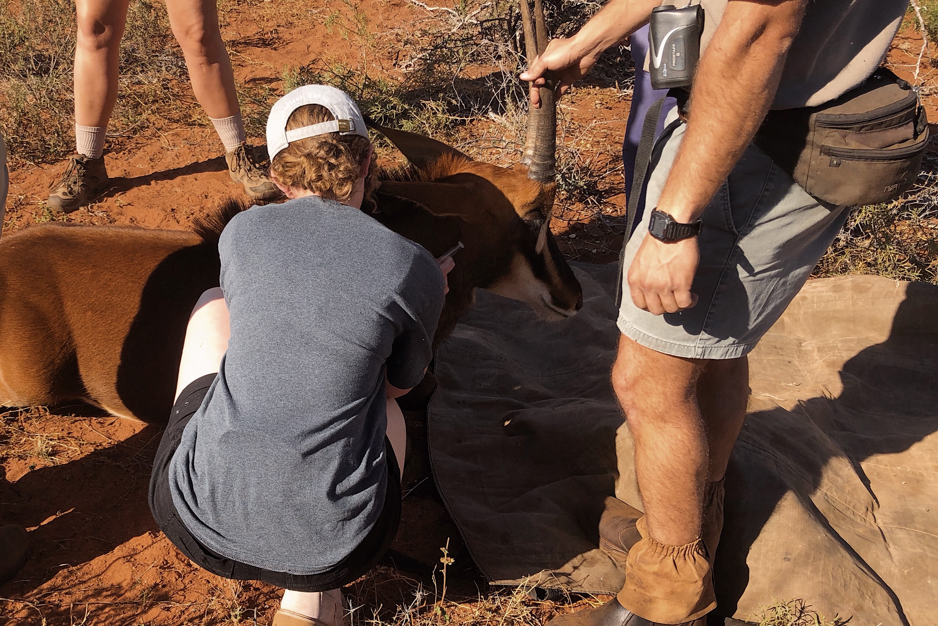 Nicolette Madonna: close-up of veterinary work