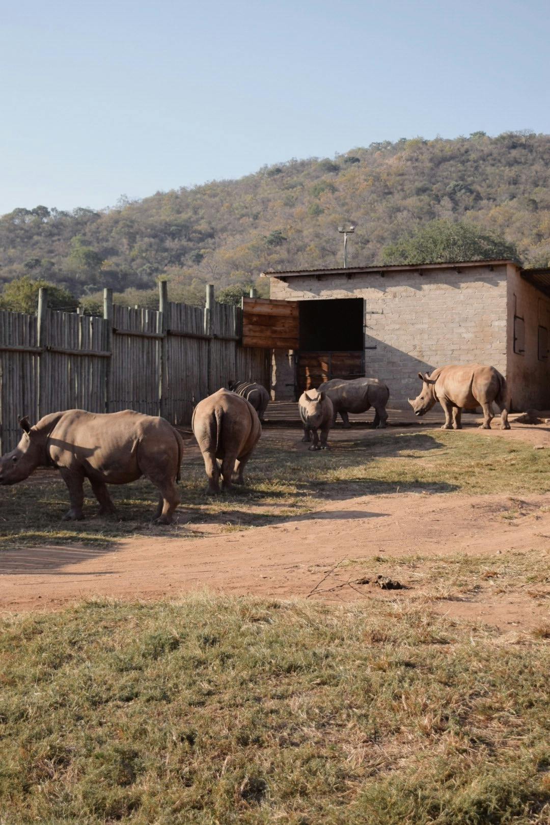 Nicolette Madonna: rhinos