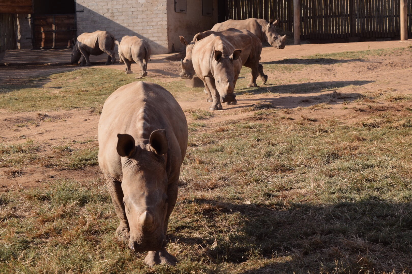 Nicolette Madonna: rhinos