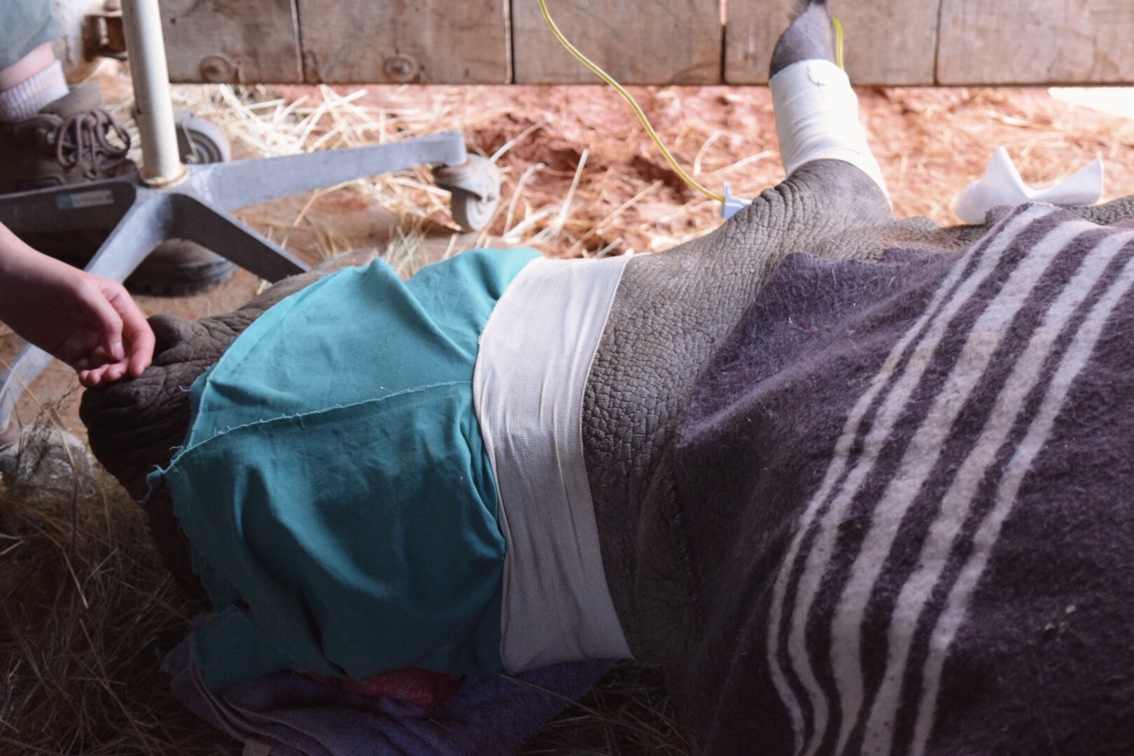 Nicolette Madonna: close-up of sedated rhino