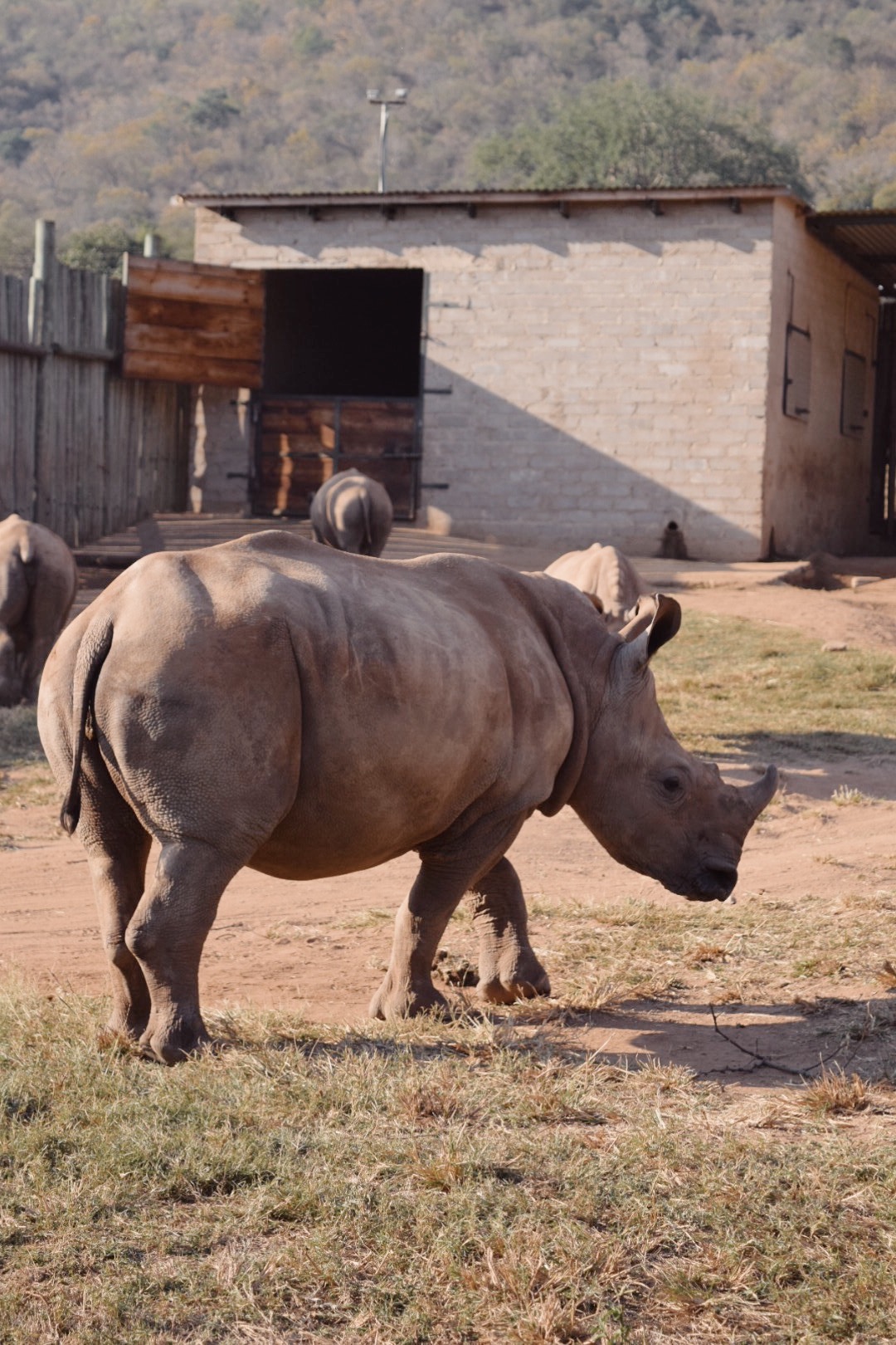 Nicolette Madonna: close-up of rhinos